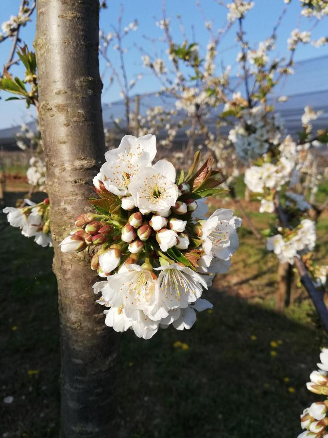Villa Borgo D'Asolo San Vito Di Altivole Esterno foto